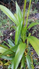 Cyrtochilum divaricatum