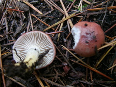 Agaricales