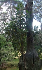 Ficus macrophylla