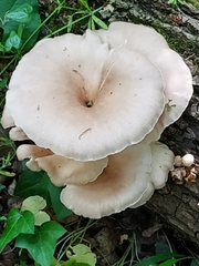 Pleurotus cornucopiae cornucopiae