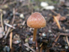 Agaricales