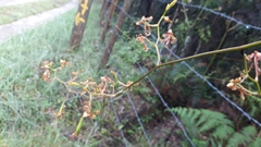 Cyrtochilum divaricatum