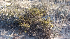Marasmodes fasciculata
