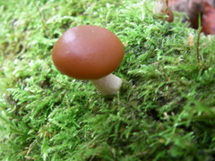 Agaricales