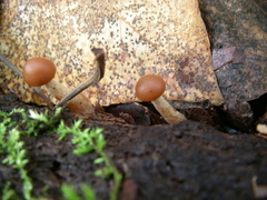 Agaricales
