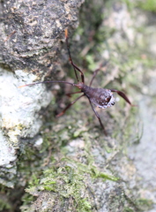 Dalader planiventris