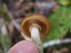 Agaricales