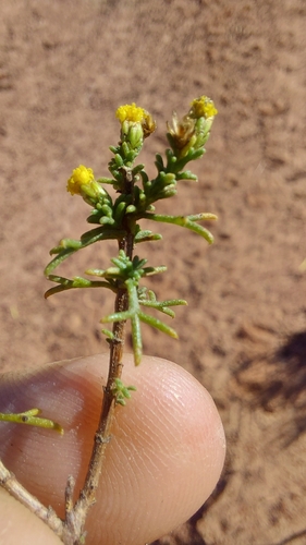 Image of Marasmodes trifida by (c) Jacques van der Merwe, some rights reserved (CC BY-SA)