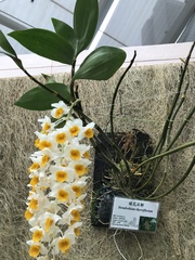 Dendrobium thyrsiflorum