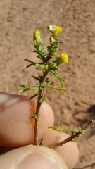 Marasmodes trifida