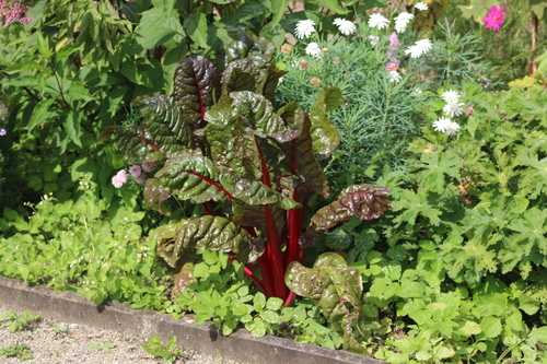 Beta vulgaris