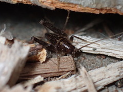 Ceuthophilus maculatus