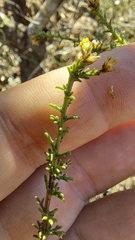 Marasmodes trifida