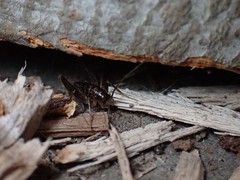 Ceuthophilus maculatus