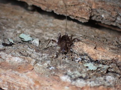 Ceuthophilus maculatus