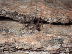 Ceuthophilus maculatus