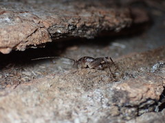 Ceuthophilus maculatus