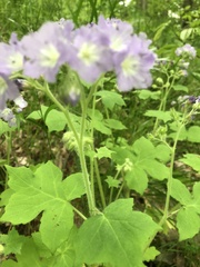 Hydrophyllum appendiculatum