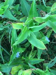 Commelina diffusa diffusa