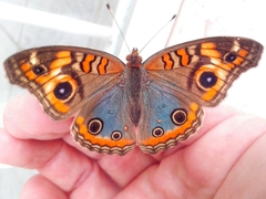 Junonia genoveva hilaris