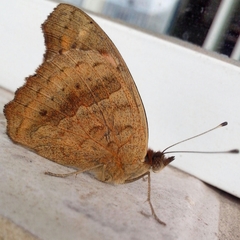 Junonia genoveva hilaris