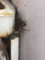 Steatoda nobilis