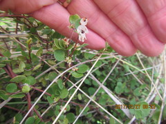 Muehlenbeckia complexa