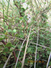 Muehlenbeckia complexa