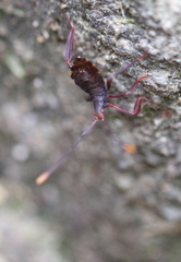 Dalader planiventris