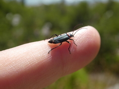 Chauliognathus magellanicus