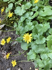 Ficaria verna