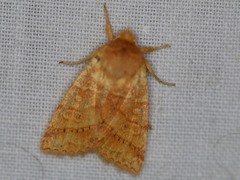 Pyreferra hesperidago