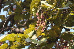 Piliostigma foveolatum