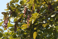 Piliostigma foveolatum