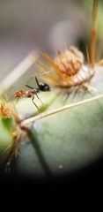 Myrmecocystus melliger
