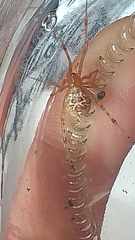 Tidarren sisyphoides