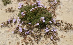 Limonium kraussianum