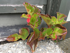 Begonia semperflorens-cultorum