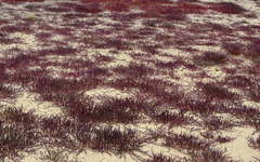 Salicornia natalensis