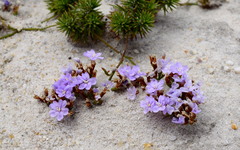 Limonium kraussianum