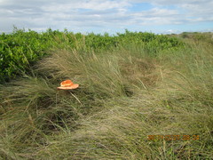 Muehlenbeckia complexa