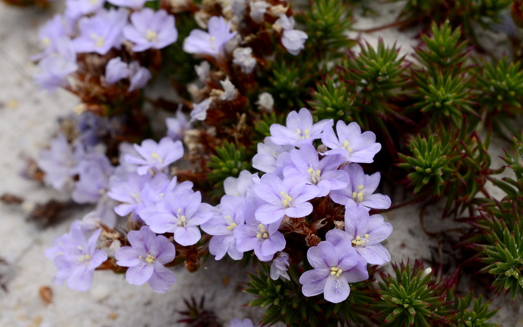 Overberg Sea-Lavendar
