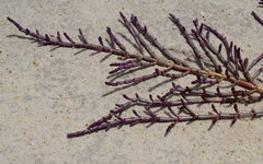 Salicornia natalensis