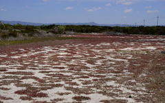 Salicornia natalensis