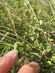 Muehlenbeckia complexa