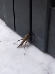 Anacridium aegyptium