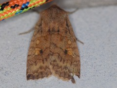 Eupsilia tristigmata
