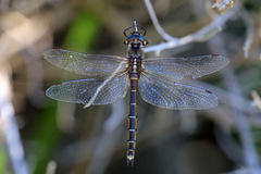 Procordulia jacksoniensis