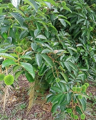 Nephelium ramboutan-ake