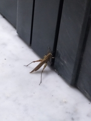 Anacridium aegyptium